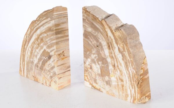 Buchstützen versteinertes holz 53374