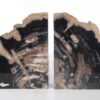 Buchstützen versteinertes holz 53379