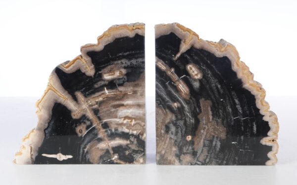 Buchstützen versteinertes holz 53379