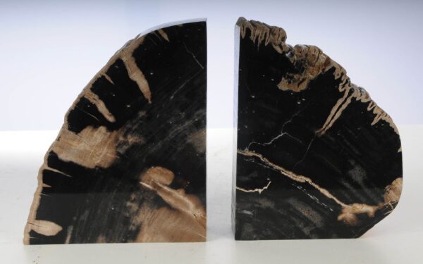 Buchstützen versteinertes holz 53381