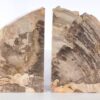 Buchstützen versteinertes holz 53385