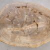 Coffee table petrified wood 56145