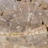 Coffee table petrified wood 56145