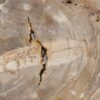 Coffee table petrified wood 56145
