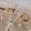 Coffee table petrified wood 56145