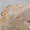 Coffee table petrified wood 56145
