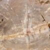 Coffee table petrified wood 56146