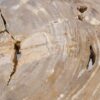 Coffee table petrified wood 56146