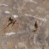 Coffee table petrified wood 56146