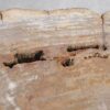 Coffee table petrified wood 56146