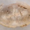 Coffee table petrified wood 56148