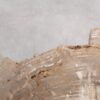 Coffee table petrified wood 56148