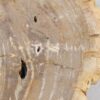 Coffee table petrified wood 56148