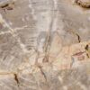 Coffee table petrified wood 56149