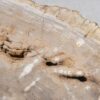 Coffee table petrified wood 56149