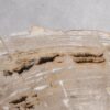 Coffee table petrified wood 56149