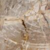 Coffee table petrified wood 56149