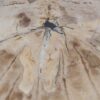 Coffee table petrified wood 56152