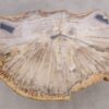 Coffee table petrified wood 56153