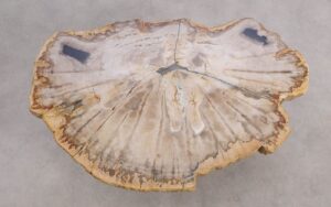 Coffee table petrified wood 56153