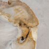 Coffee table petrified wood 57220