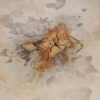 Coffee table petrified wood 57222
