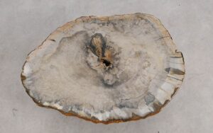 Coffee table petrified wood 57223