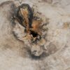 Coffee table petrified wood 57223