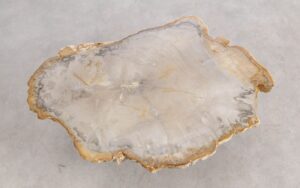 Coffee table petrified wood 57225