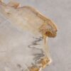Coffee table petrified wood 57225