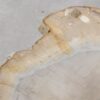 Coffee table petrified wood 57226