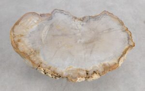 Coffee table petrified wood 57227