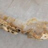 Coffee table petrified wood 57227