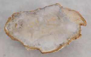Coffee table petrified wood 57229