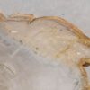 Coffee table petrified wood 57229