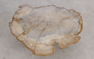 Coffee table petrified wood 57230