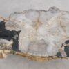 Coffee table petrified wood 57236