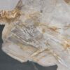 Coffee table petrified wood 57236