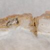 Coffee table petrified wood 57252