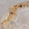 Coffee table petrified wood 57252