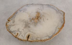Coffee table petrified wood 57254