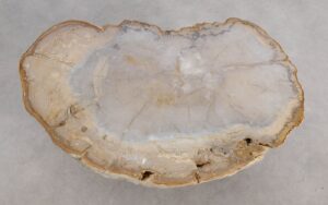 Coffee table petrified wood 57255