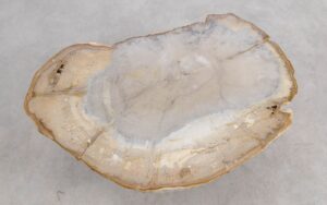Coffee table petrified wood 57256