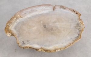 Coffee table petrified wood 57261