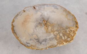Coffee table petrified wood 57263