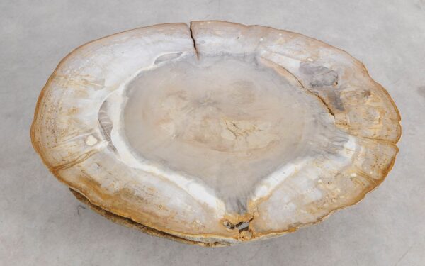 Coffee table petrified wood 57265