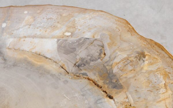 Coffee table petrified wood 57265