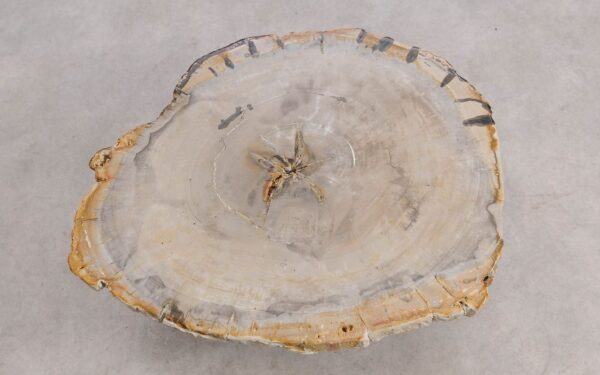 Coffee table petrified wood 57271