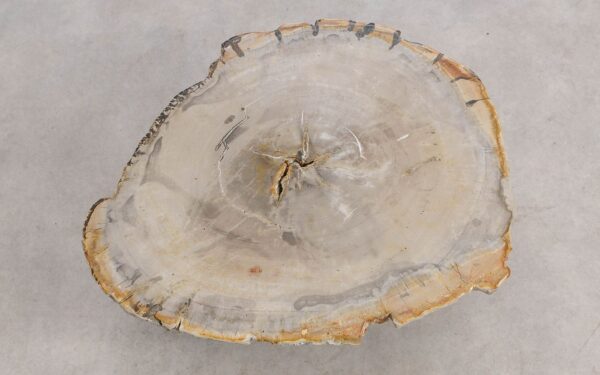 Coffee table petrified wood 57272