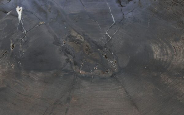 Coffee table petrified wood 57280a